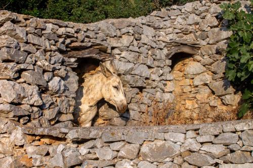Âne dans son box à Lagada